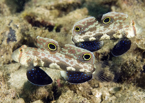 Signigobius Biocellatus-2